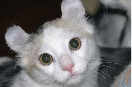 American Curl Cat Breed