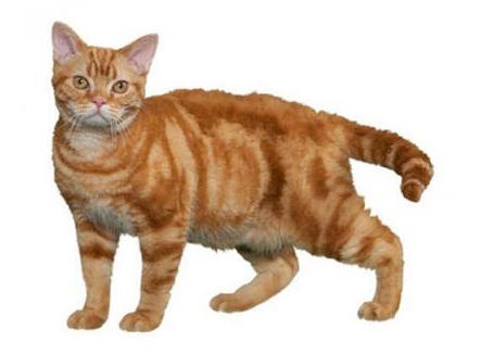 American Wirehair Cat