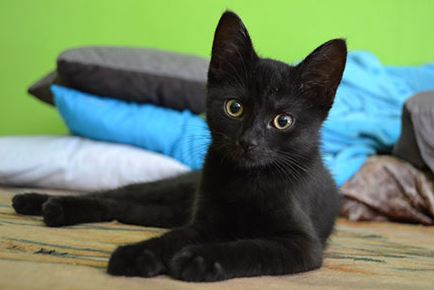 Bombay Cat Breed