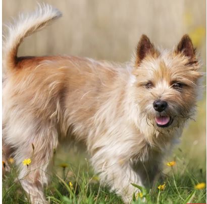 Cairn Terrier Dog