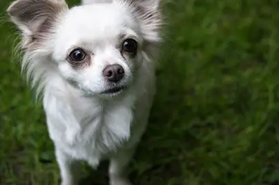 Chihuahua do breed
