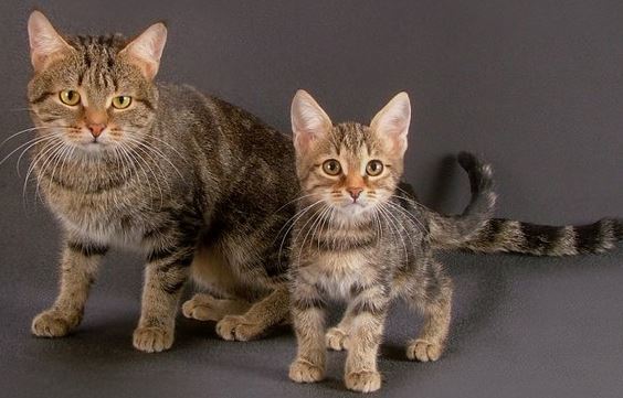 Chinese Li Hua cat breed