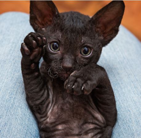 Cornish Rex Cat Breed