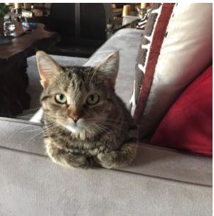 Desert Lynx Cat breed