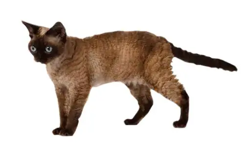 Devon Rex Cat Breed
