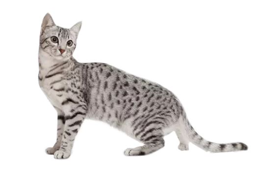 Egyptian Mau Cat Breed