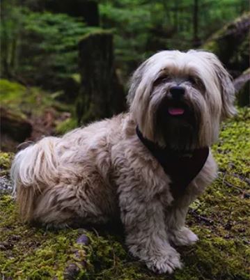 Lhasa Apso breed