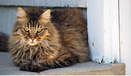 Maine Coon cat image