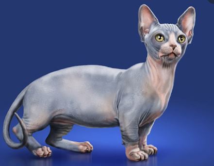 Minskin Cat