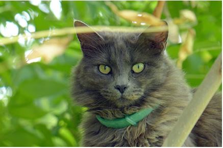 Nebelung Cat Breed