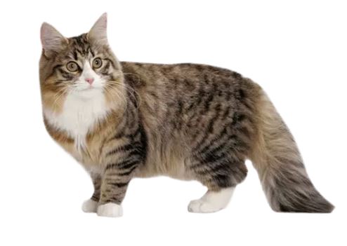 Norwegian Forest cat Breed