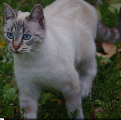 Ojos Azules Cat