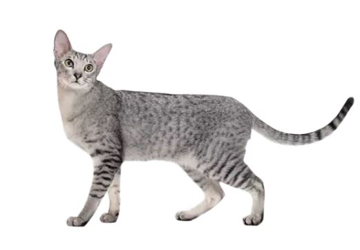 Oriental Shorthair Cat Breed