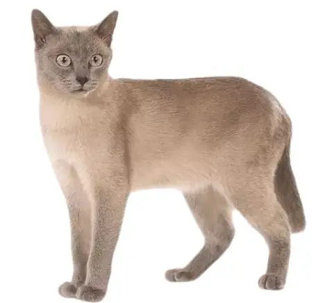 Oriental Tonkinese cat breed