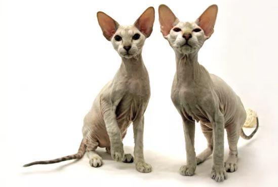 Peterbald cat