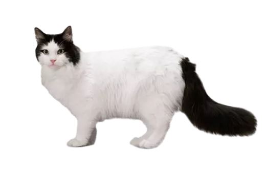 RagaMuffins Cat Breed