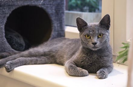 Russian Blue Breed