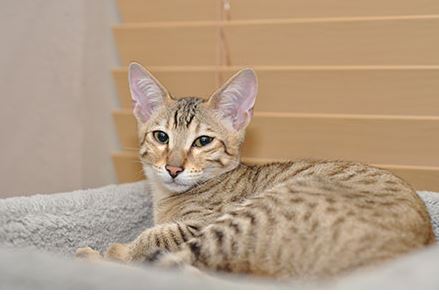 Savannah Cat Breed