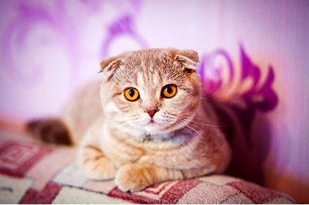 Scottish Fold Breed