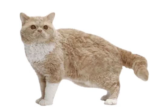 Selkirk Rex Cat Breed