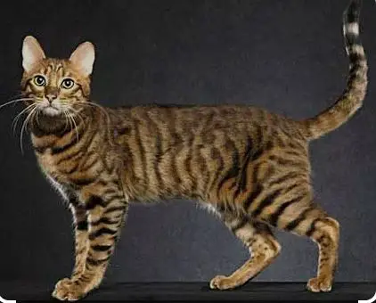 Serengeti cat breed