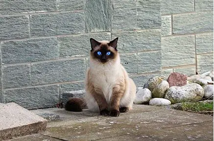 Siamese cat image