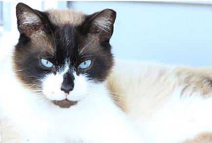 Snowshoe Cat Breed