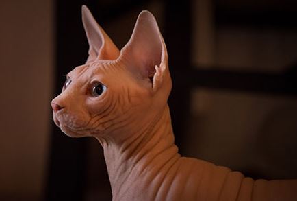 Sphynx Cat Breed