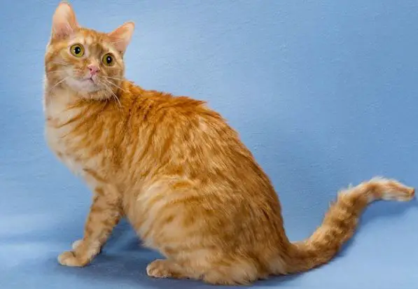 Tennessee Rex Cat