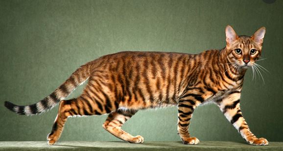 Toyger cat breed