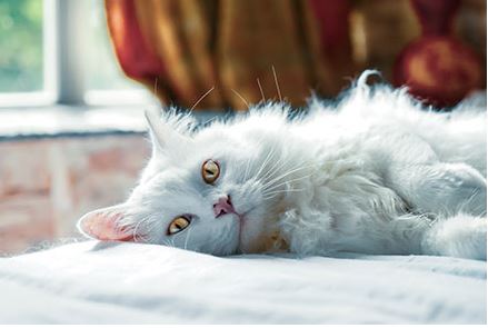 Turkish Angora Cat Breed