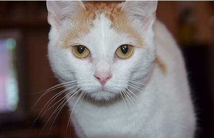 Turkish Van Cat Breed