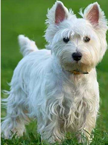 West Highland White Terrier