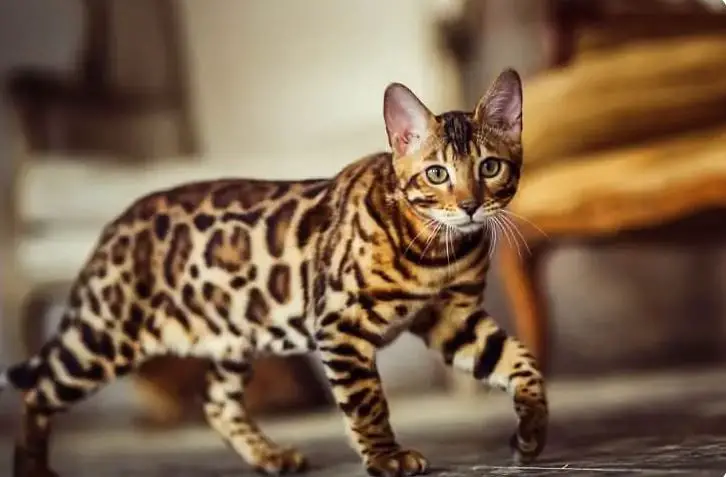 What is the Best Cat Food for bengal