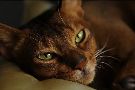 Abyssinian cats breed