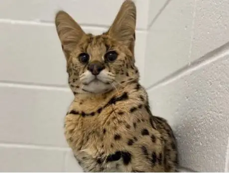 african-serval-cat-breed