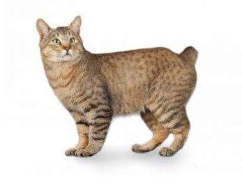 American bobtail cat