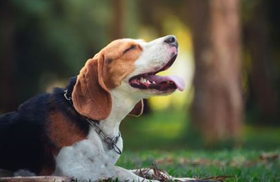 Beagle Dog Breed