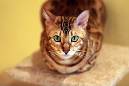 Bengal cat