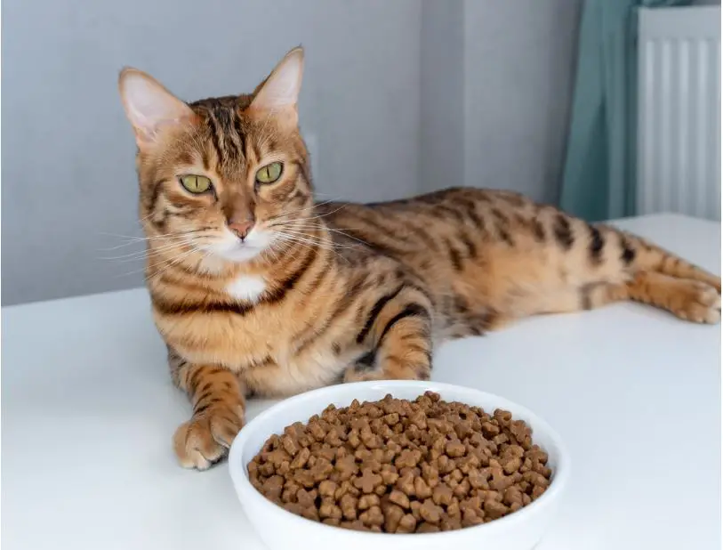 bengal dry cat food image