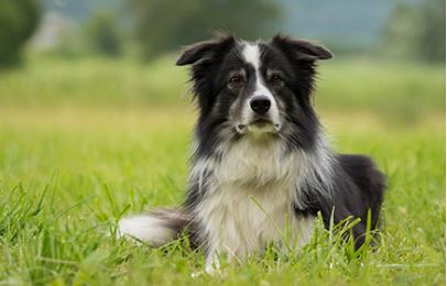 Border Collie Dog