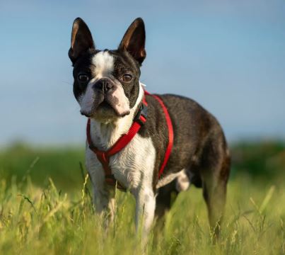 Boston terrier dog