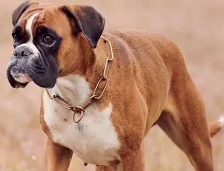 Boxer Dog breed