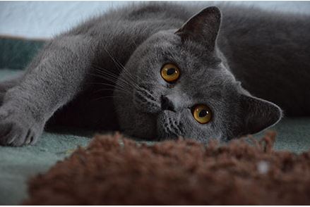 British Shorthair Cat