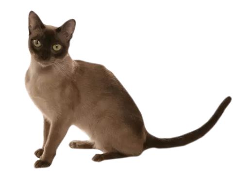 Burmese cat breed