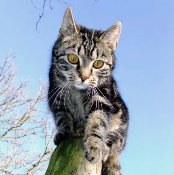 cat behaviour on Tree
