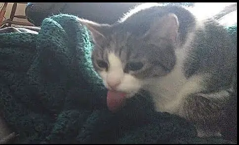cats lick things for a variety of reasons