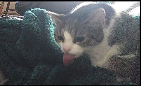 cats lick things for a variety of reasons