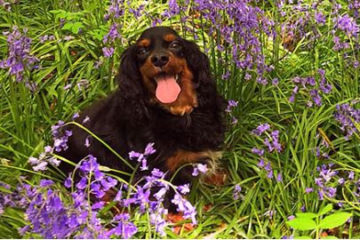 cavalier king Charles spaniel dog