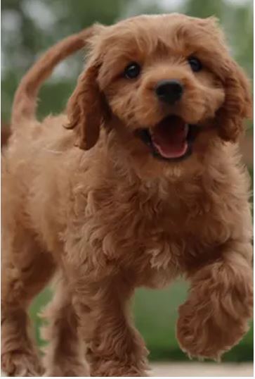 Cavapoo Dog 